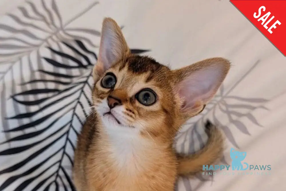 Sissy Abyssinian female ruddy live animals