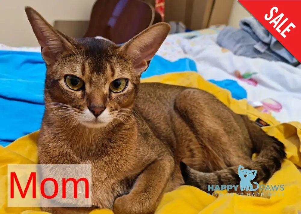 Sissy Abyssinian female ruddy live animals