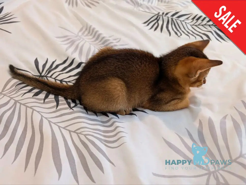 Sissy Abyssinian female ruddy live animals