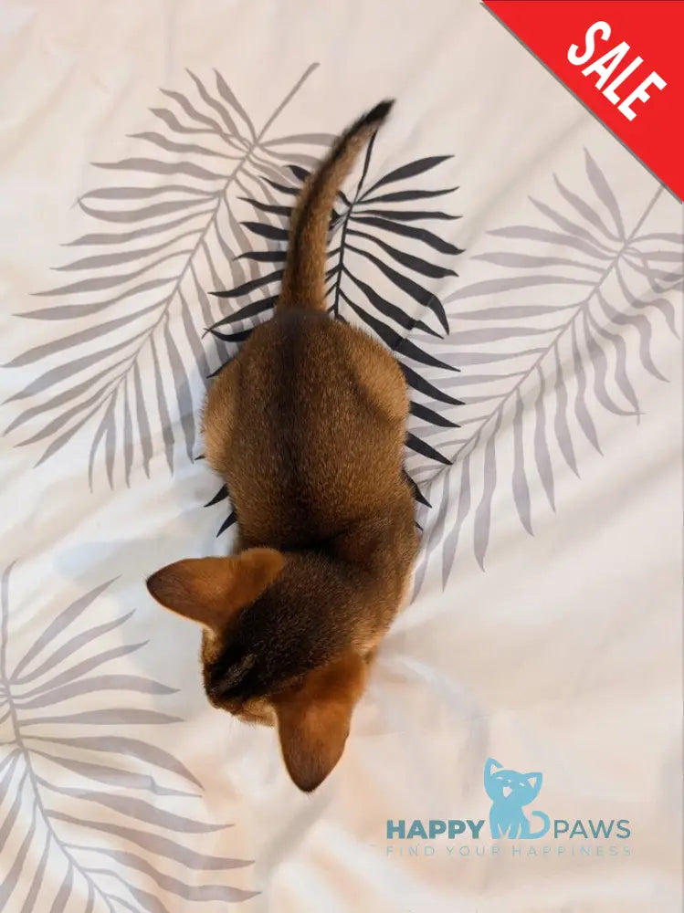 Sissy Abyssinian female ruddy live animals