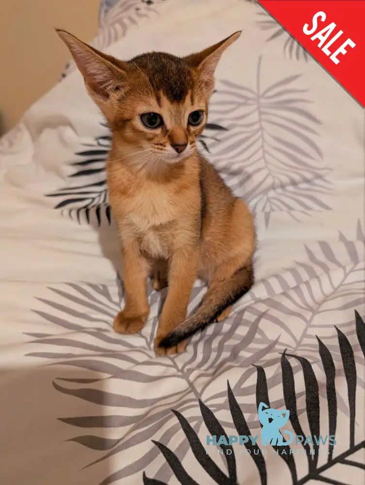 Sissy Abyssinian female ruddy live animals