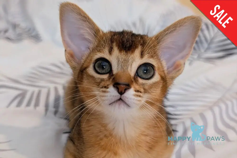 Sissy Abyssinian female ruddy live animals