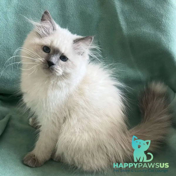 Sissy Siberian female blue pointed with white - live animals