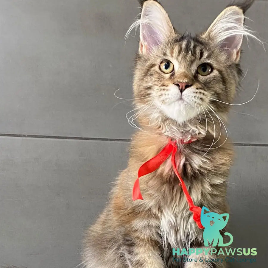 Six Maine Coon female black tortie tabby - live animals
