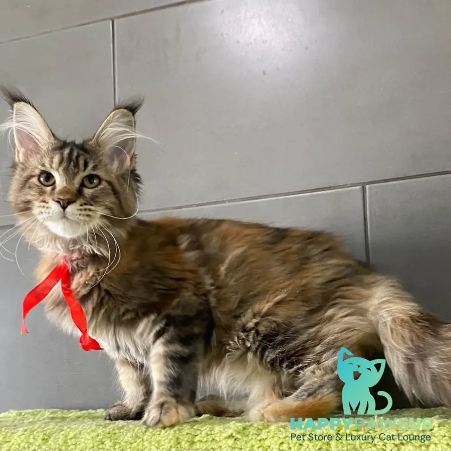 Six Maine Coon female black tortie tabby - live animals