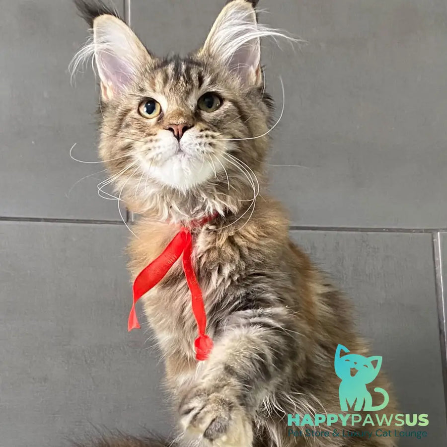 Six Maine Coon female black tortie tabby - live animals