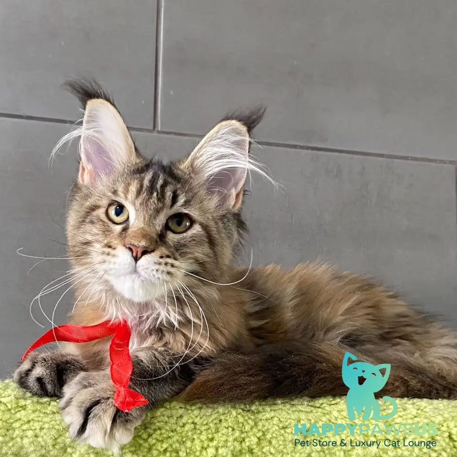 Six Maine Coon female black tortie tabby - live animals