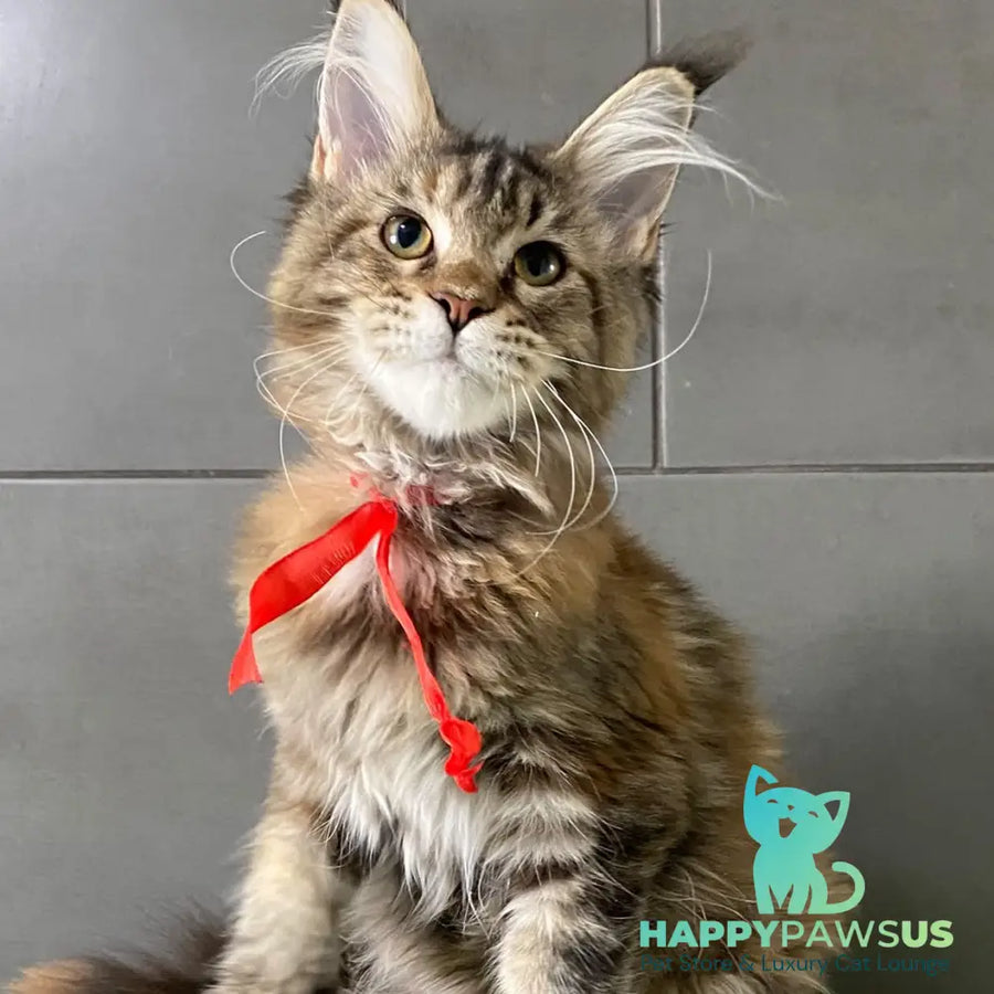 Six Maine Coon female black tortie tabby - live animals