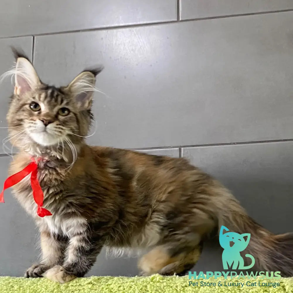 Six Maine Coon female black tortie tabby - live animals