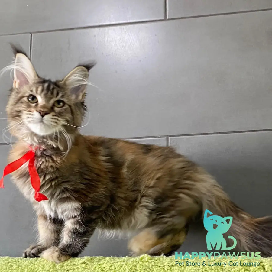 Six Maine Coon female black tortie tabby - live animals