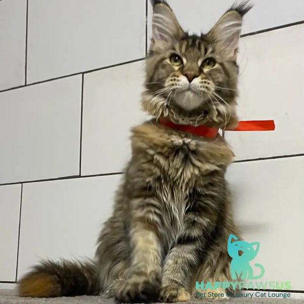 Six Maine Coon female black tortie tabby - live animals