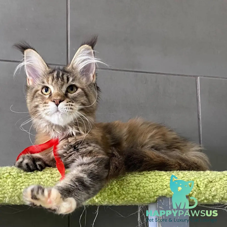 Six Maine Coon female black tortie tabby - live animals