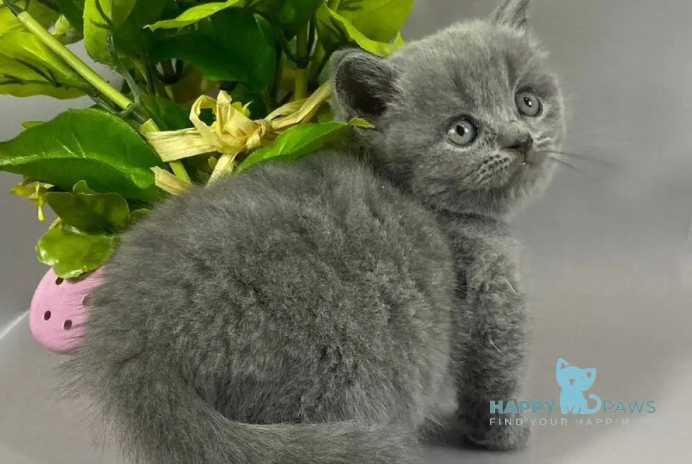 Skay British Shorthair male blue live animals