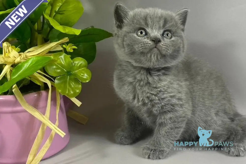 Skay British Shorthair male blue live animals