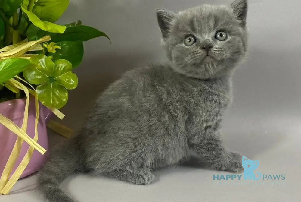 Skay British Shorthair male blue live animals