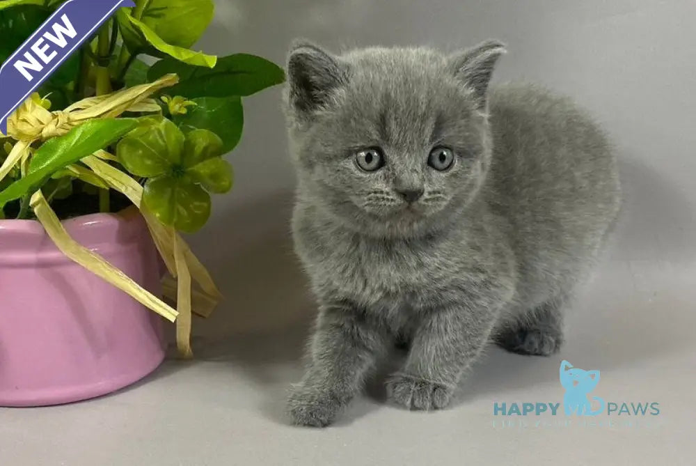 Skay British Shorthair male blue live animals