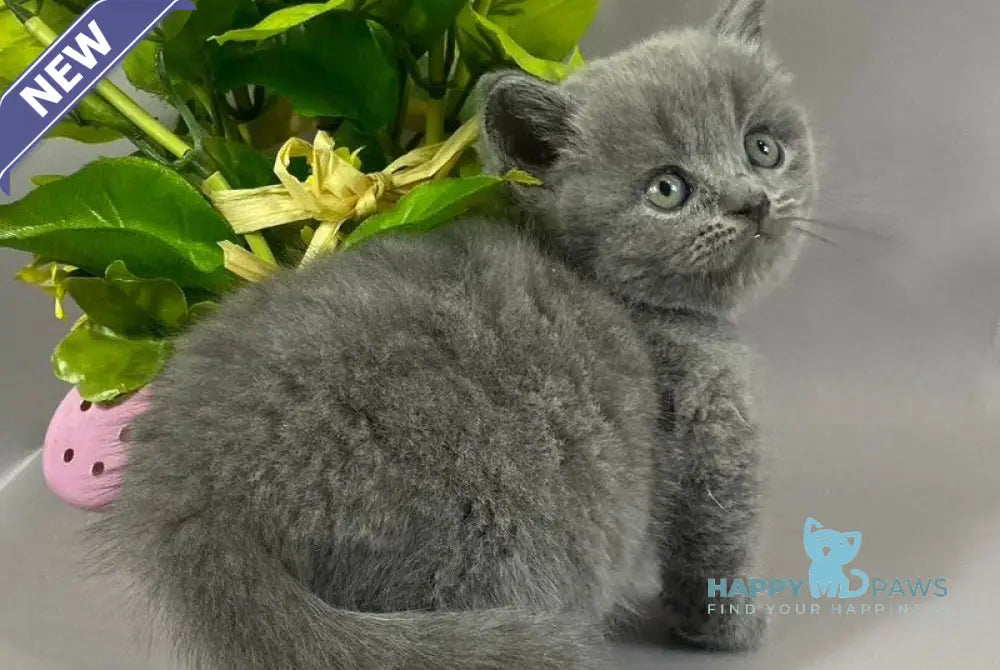Skay British Shorthair male blue live animals