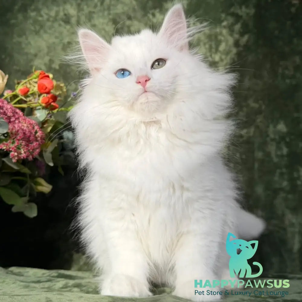 Skazka Siberian female blue golden tabby pointed - live animals