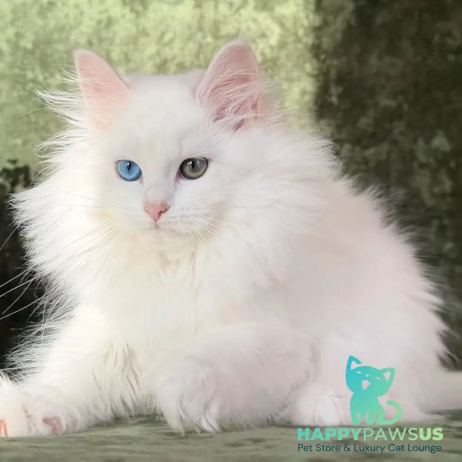 Skazka Siberian female blue golden tabby pointed - live animals