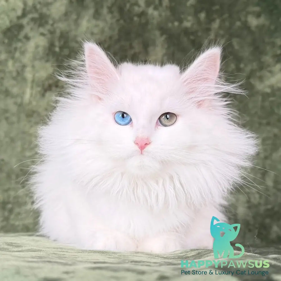 Skazka Siberian female blue golden tabby pointed - live animals