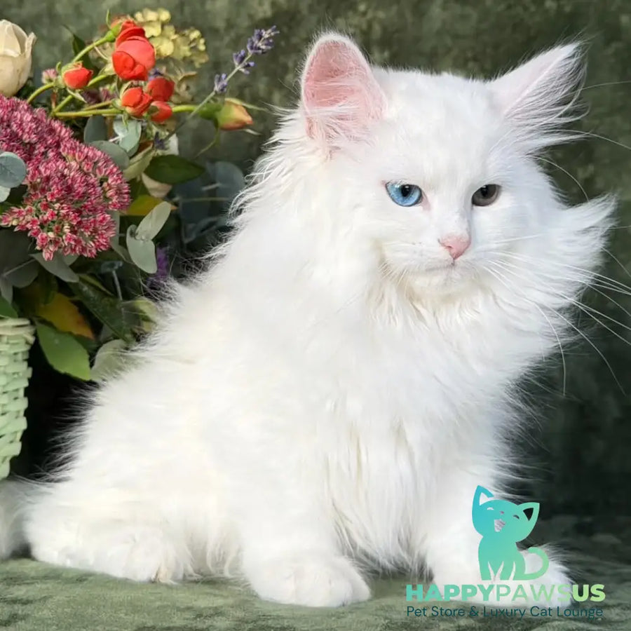 Skazka Siberian female blue golden tabby pointed - live animals