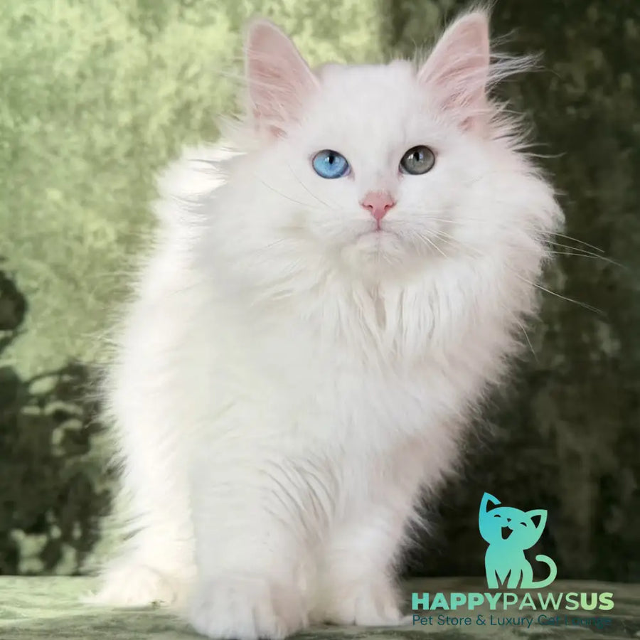 Skazka Siberian female blue golden tabby pointed - live animals