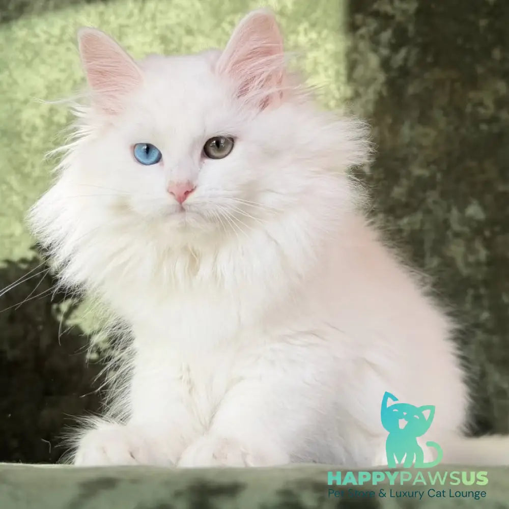 Skazka Siberian female blue golden tabby pointed - live animals