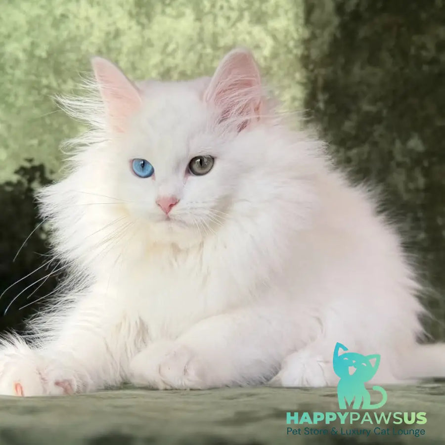 Skazka Siberian female blue golden tabby pointed - live animals