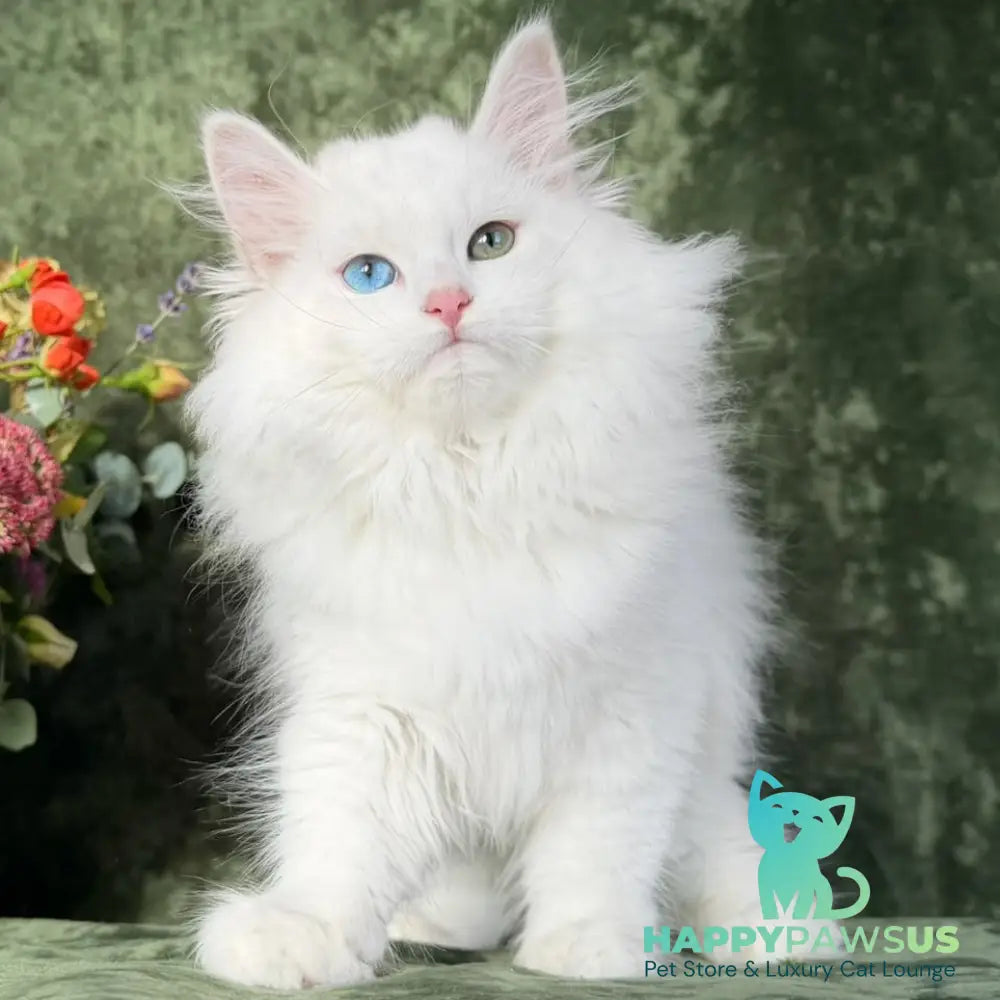 Skazka Siberian female blue golden tabby pointed - live animals