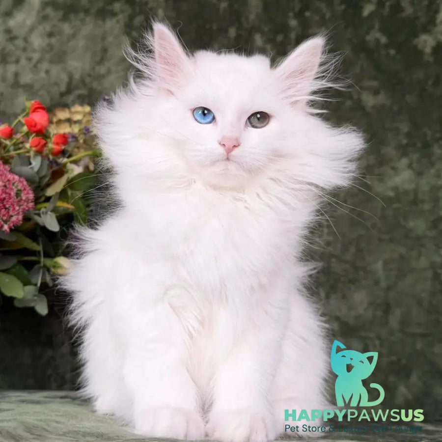 Skazka Siberian female blue golden tabby pointed - live animals