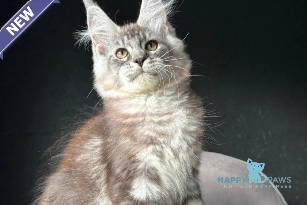 Sketch Maine Coon male black silver tabby live animals