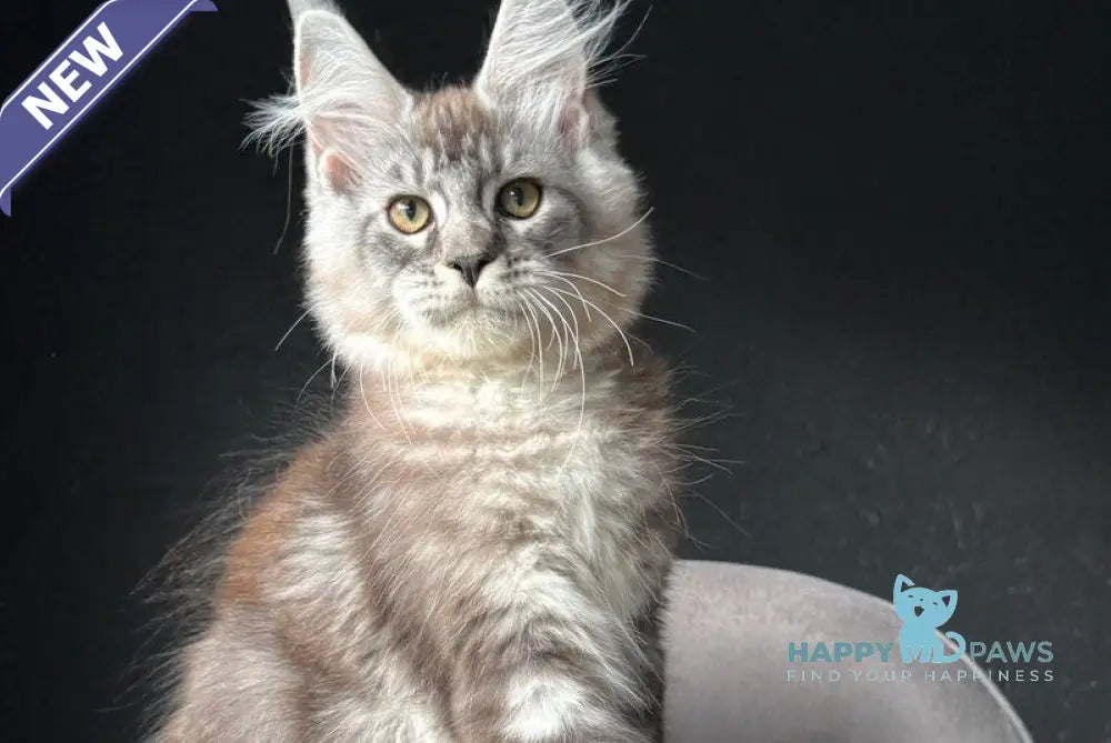 Sketch Maine Coon male black silver tabby live animals