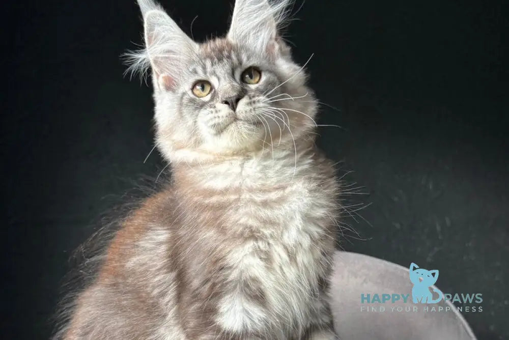 Sketch Maine Coon male black silver tabby live animals