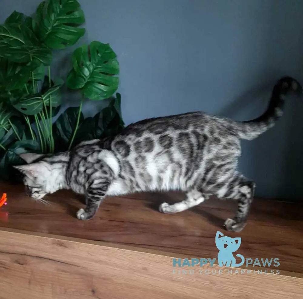 Sky Bengal male black silver spotted tabby live animals