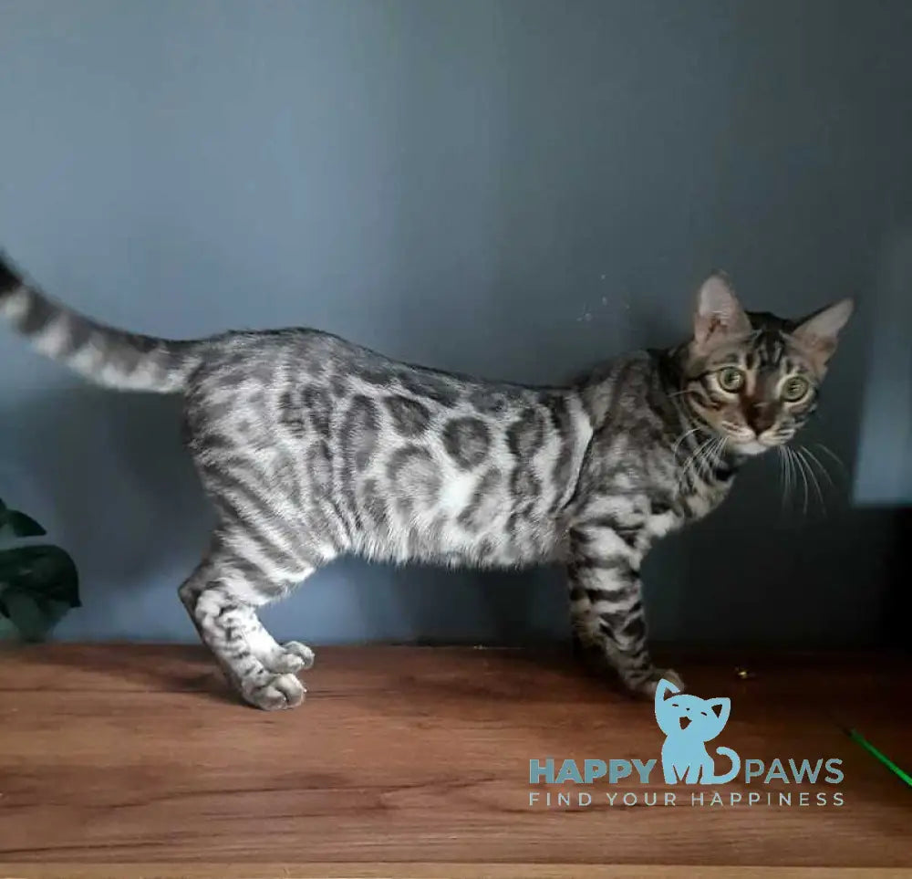 Sky Bengal male black silver spotted tabby live animals