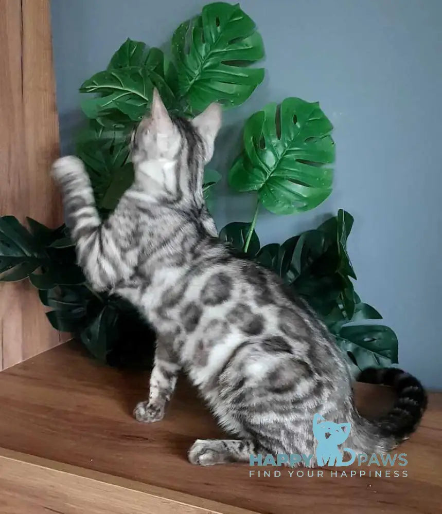 Sky Bengal male black silver spotted tabby live animals