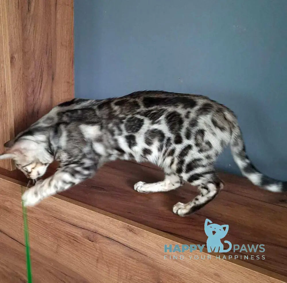 Sky Bengal male black silver spotted tabby live animals