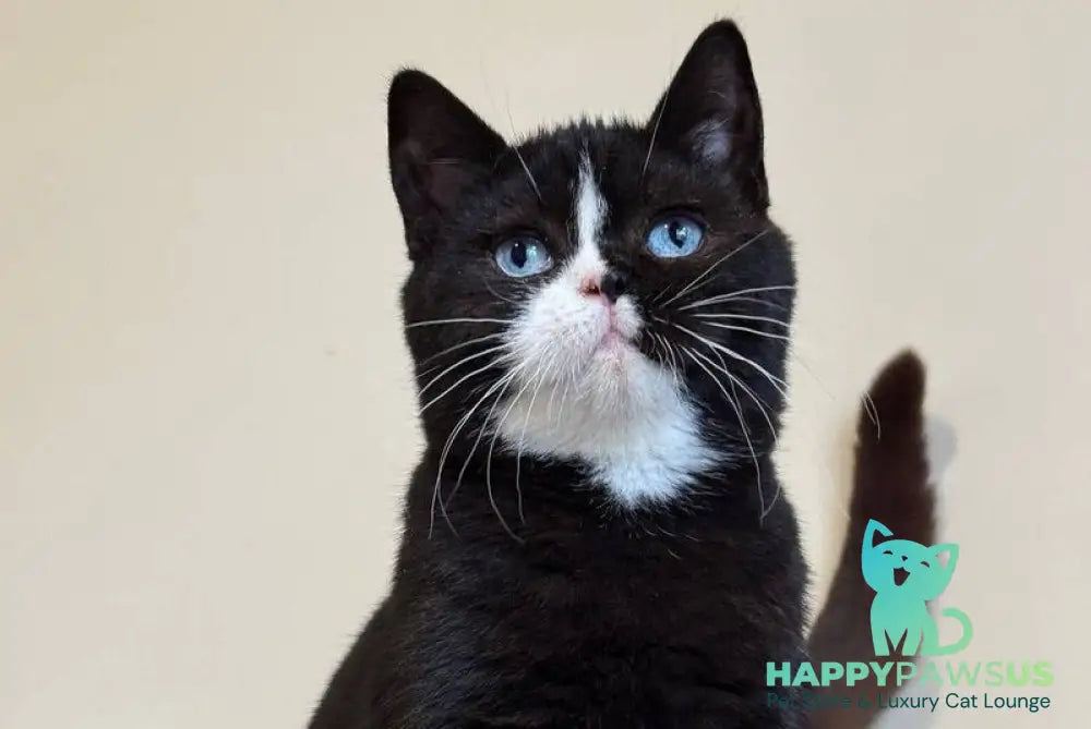 Sky British Shorthair male black with white - live animals