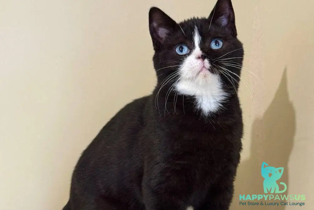 Sky British Shorthair male black with white - live animals