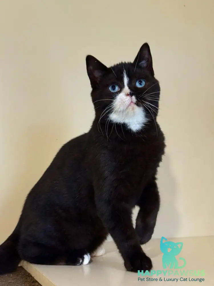 Sky British Shorthair male black with white - live animals