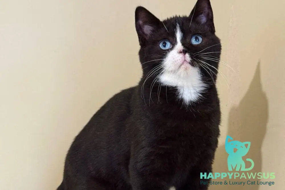 Sky British Shorthair male black with white - live animals