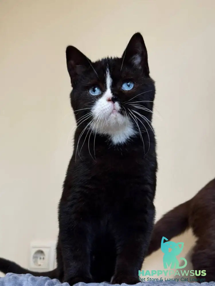 Sky British Shorthair male black with white - live animals