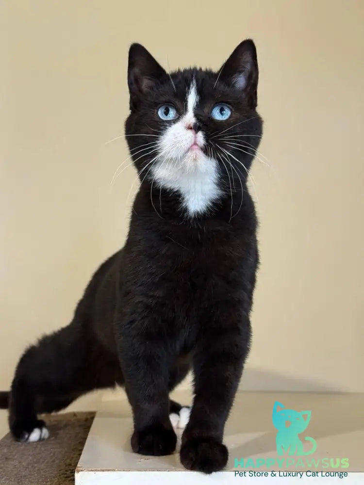 Sky British Shorthair male black with white - live animals