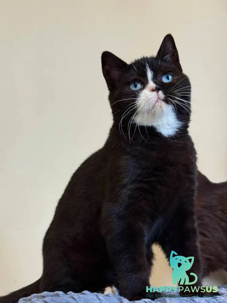 Sky British Shorthair male black with white - live animals