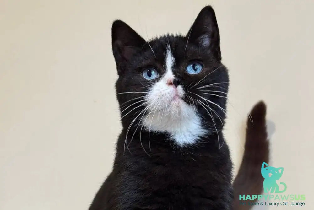 Sky British Shorthair male black with white - live animals