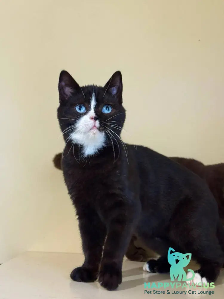 Sky British Shorthair male black with white - live animals