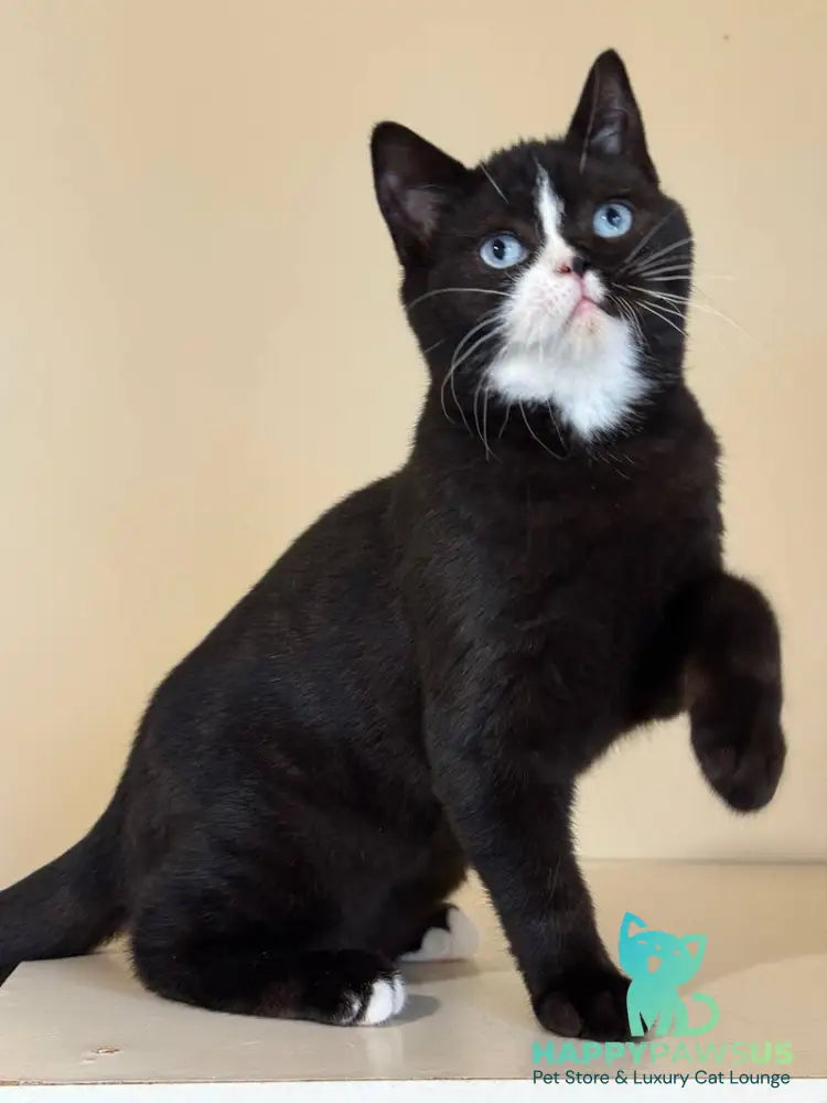 Sky British Shorthair male black with white - live animals