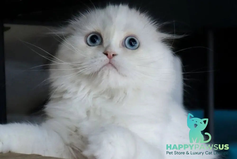 Sky Scottish Fold female red van - live animals