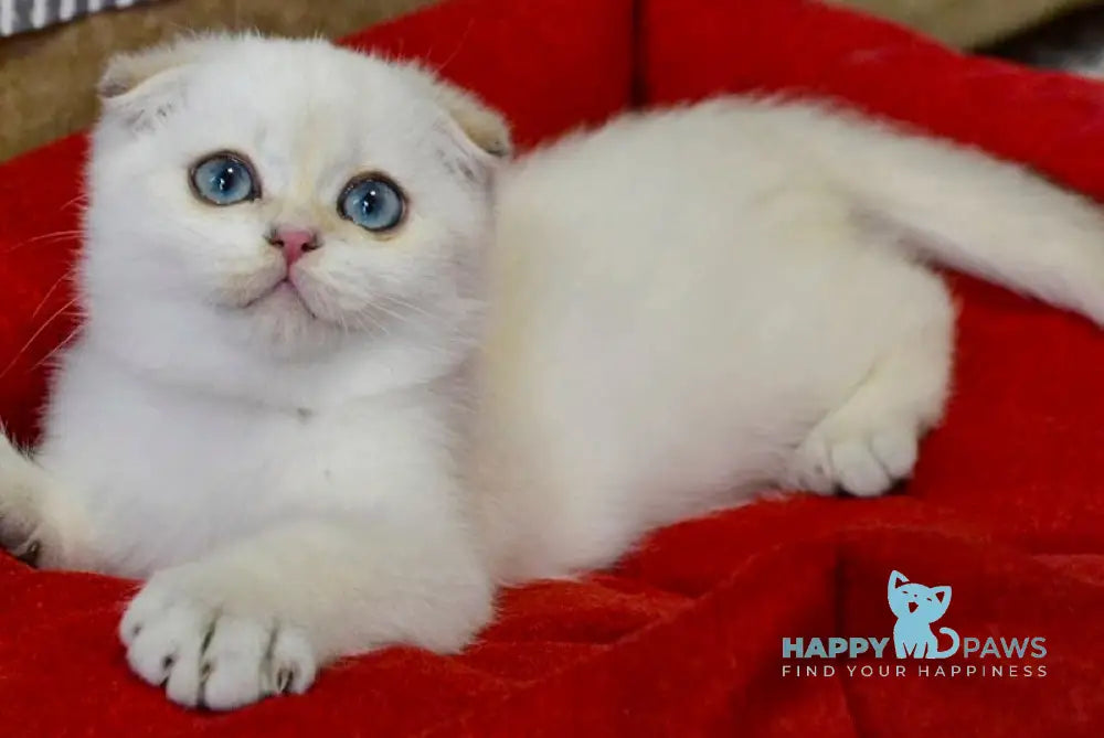 Sky Scottish Fold male black golden ticked tabby pointed live animals