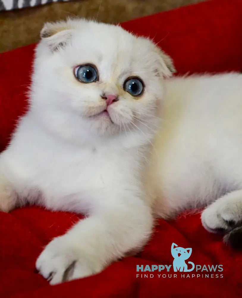 Sky Scottish Fold male black golden ticked tabby pointed live animals